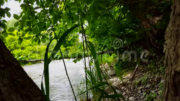 美丽的河流夏天的前景是茂盛的树木林地范围内的树木河岸景观视频的预览图