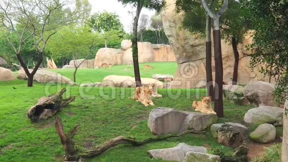 老虎在波鲁湖的绿色草地上休息完美的地方视频的预览图