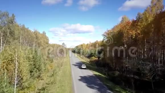 Flycam跟随汽车行驶在白桦林之间的道路上视频的预览图