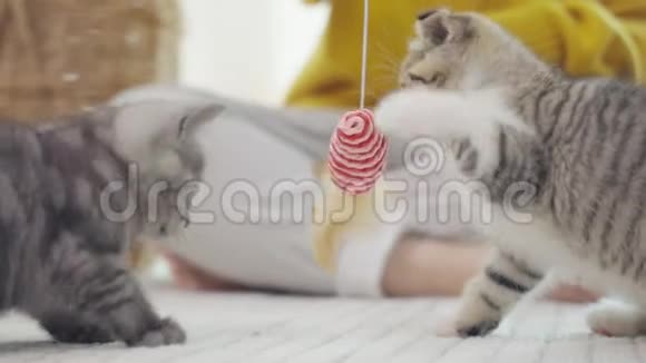 可爱的小猫玩猫玩具慢动作视频的预览图