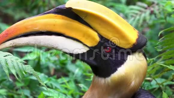 雄性大印度黄蜂在绿色丛林中的缓慢运动BucerosBicornis视频的预览图