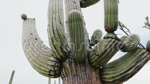 美丽的大气特写镜头大茂盛成熟的萨加罗仙人掌长得非常高的亚利桑那州沙漠美国视频的预览图