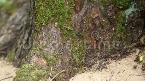 青苔生长在一棵大树的树皮上视频的预览图