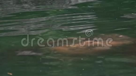 慢动作常见的河马从淡水湖伸出头来视频的预览图