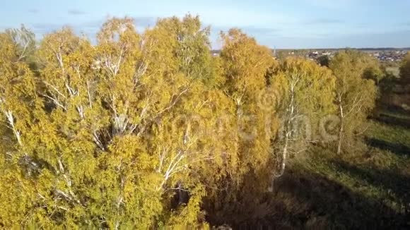夜空下有黄叶的上景桦树视频的预览图