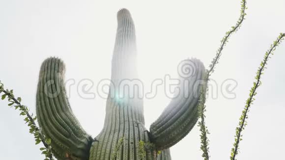 惊人的特写低角度拍摄的太阳背光背后巨大的高大萨加罗仙人掌和奥科蒂略植物在亚利桑那州沙漠视频的预览图