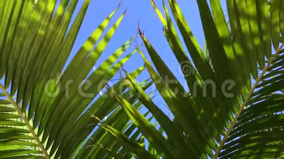 棕榈叶在风中摇曳视频的预览图