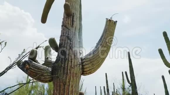 特写低角度相机移动周围大茂盛成熟的萨加罗仙人掌生长非常高附近图森亚利桑那州地区美国视频的预览图