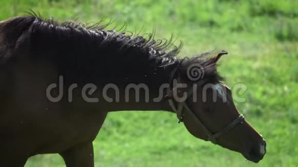 怀孕的马在牧场上吃草视频的预览图