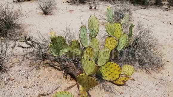 在美国亚利桑那州国家公园美丽的淘皮特写镜头刺梨仙人掌从绿色到黄色干燥视频的预览图