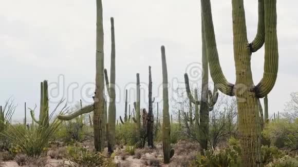 相机幻灯片离开附近的大萨瓜罗和奥科蒂略仙人掌领域生长在纳托公园沙漠附近的图森亚利桑那州美国视频的预览图