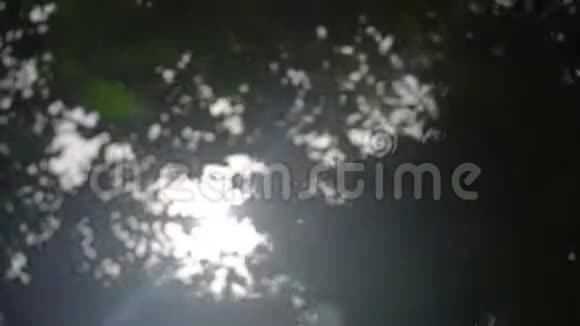 树叶之间的阳光视频的预览图