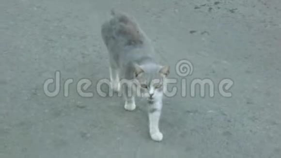 无家可归的灰猫走路视频的预览图
