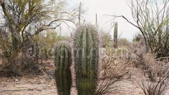美丽的特写镜头两个小鱼钩桶仙人掌植物一起生长在干燥的亚利桑那州沙漠国家公园视频的预览图