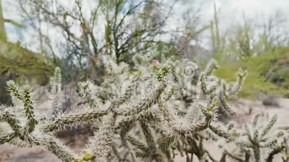 美丽的潘宁特写镜头的手杖花冠仙人掌与紫色的花在顶部生长在干燥的亚利桑那州沙漠视频的预览图