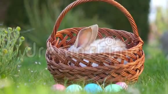 小兔子坐在篮子里旁边画着复活节彩蛋视频的预览图
