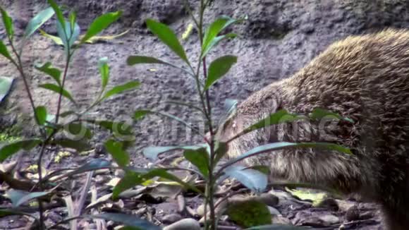 4K一只吃螃蟹的猫鼬在大自然野生动物的树木之间行走视频的预览图