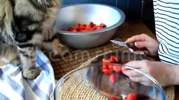 一个年轻女人的手切出新鲜成熟的草莓用来做果酱和小猫缅因州的浣熊视频的预览图