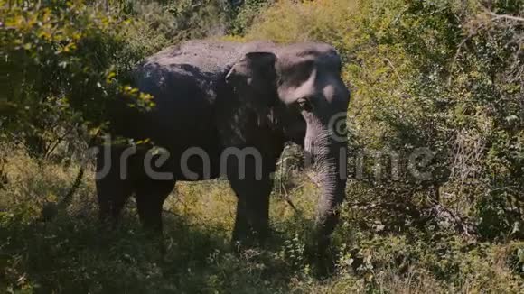 美丽的图片大型平静的野生大象在自然栖息地吃绿草阳光明媚的斯里兰卡夏季森林视频的预览图
