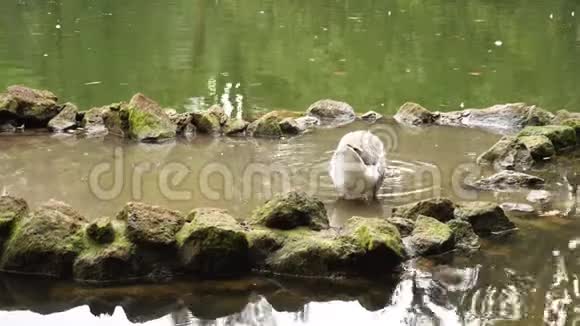 鹅在公园的小池塘里洗澡视频的预览图