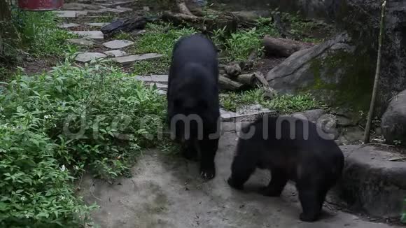 一只成年福沙黑熊在动物园的山洞附近散步视频的预览图