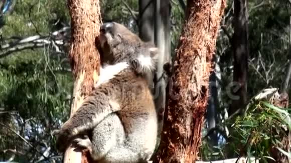 澳大利亚袋鼠岛在内陆游览观赏一只考拉坐在一棵桉树的树枝上视频的预览图