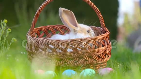 小兔子坐在篮子里旁边画着复活节彩蛋视频的预览图