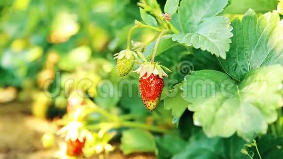 花园里有美味的甜草莓1920x1080视频的预览图