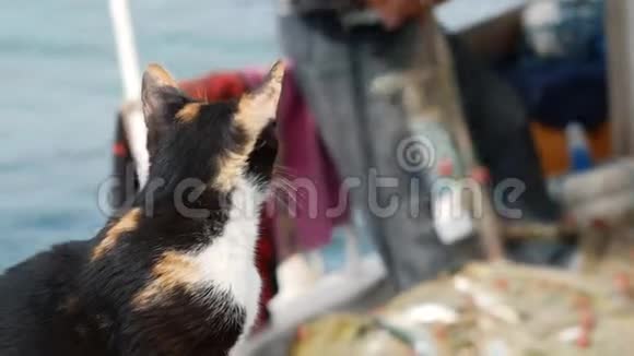 这只黑红猫正在看着渔夫他从渔网中捕获了鱼在土耳其博德鲁姆港视频的预览图