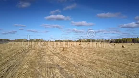 林间草茬田上散落的鸟瞰草捆视频的预览图