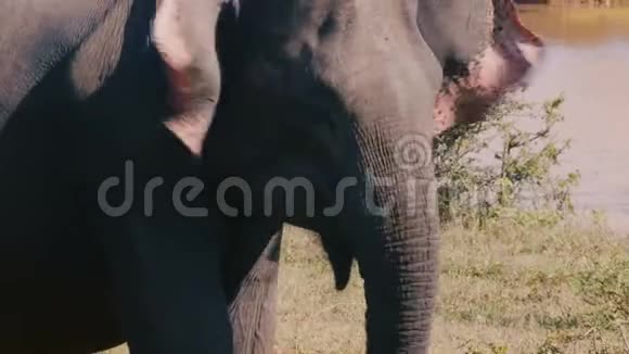 在阳光明媚的夏季稀树草原上张大嘴巴拍打耳朵的大型兴奋野象的美丽特写镜头视频的预览图