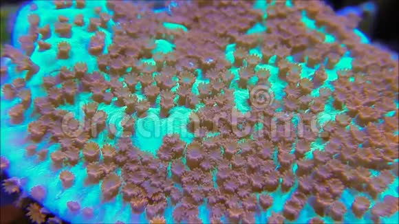 单孢珊瑚视频的预览图