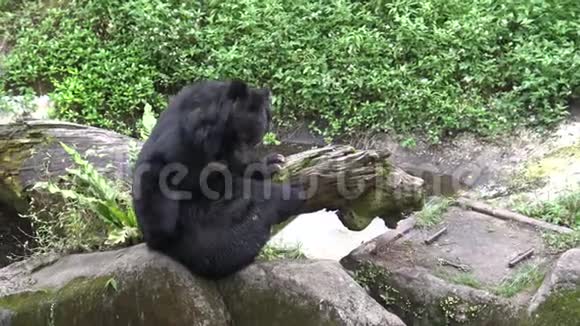 一只成年的福尔摩沙黑熊在动物园用爪子抓爪子视频的预览图
