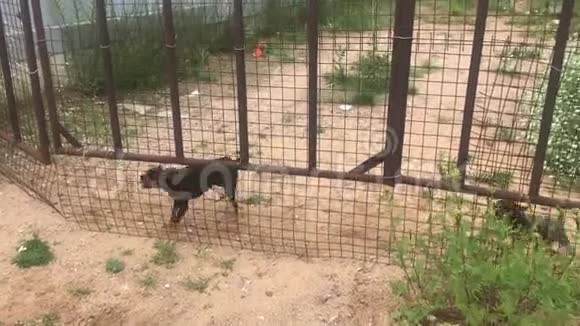 愤怒的玩具猎犬在篱笆外狂吠视频的预览图