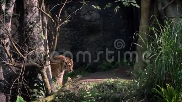 孟加拉虎在树林间行走的慢动作自然野生动物视频的预览图