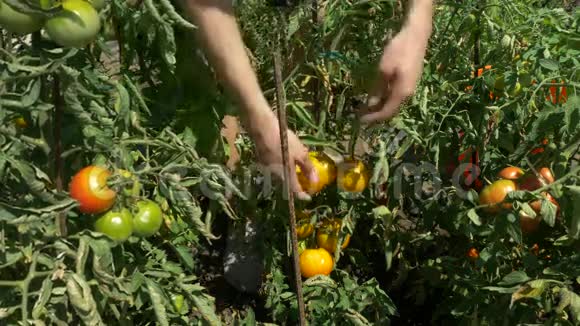 有机新鲜蔬菜和水果人们在家庭花园里收获西红柿视频的预览图