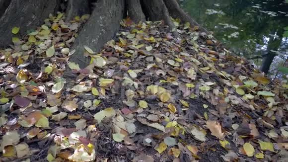秋天湖上的树落叶和树木的倒影慢潘视频的预览图