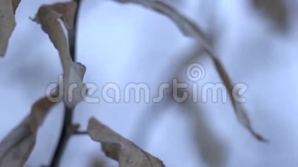 冬天树枝上的枯叶视频的预览图