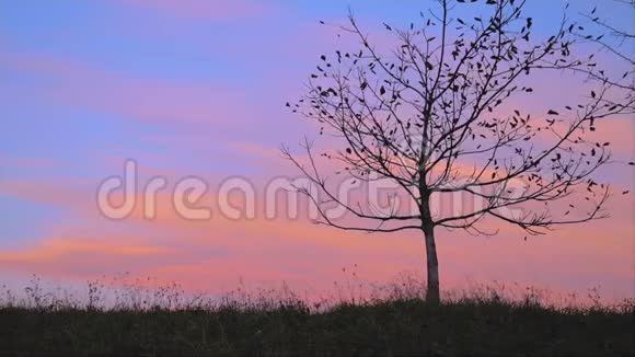 寂寞的秋树在田野里夕阳的剪影大自然的背景视频的预览图