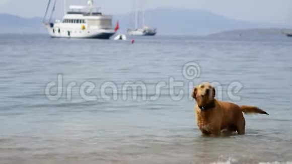 一只大而漂亮的红发狗在海水中摇动走开了大游艇和山脉背景视频的预览图