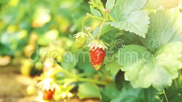 夏日的红甜草莓HD1920x1080视频的预览图