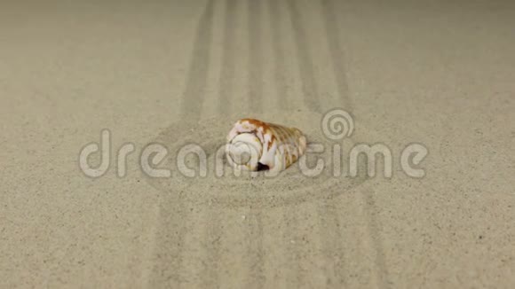 放大海星站在一个由沙子组成的圆圈的中心视频的预览图