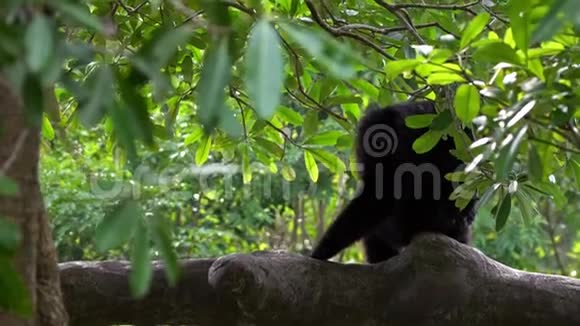 黑色毛长臂猿的慢动作坐在树枝上野生暹罗视频的预览图