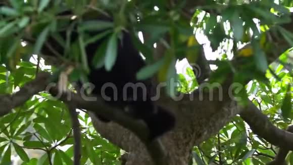 黑色毛长臂猿的慢动作坐在树枝上野生暹罗视频的预览图