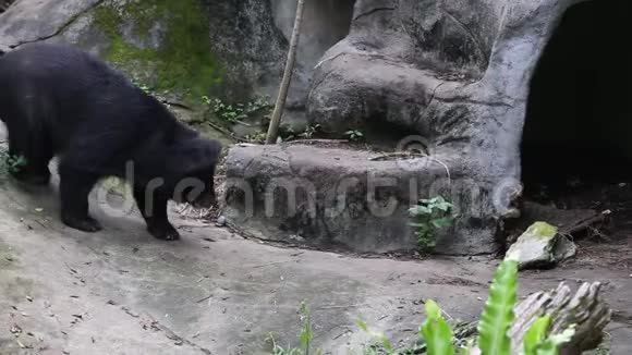 一只成年福沙黑熊在动物园的山洞附近散步视频的预览图