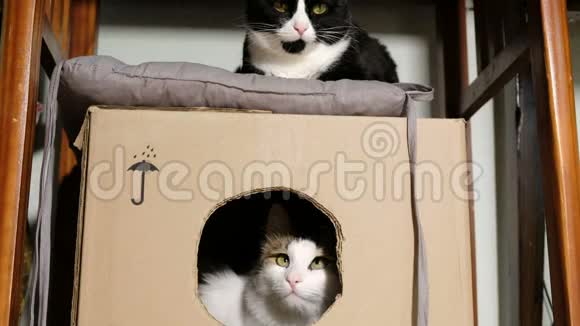 两只猫在纸板箱里玩耍视频的预览图