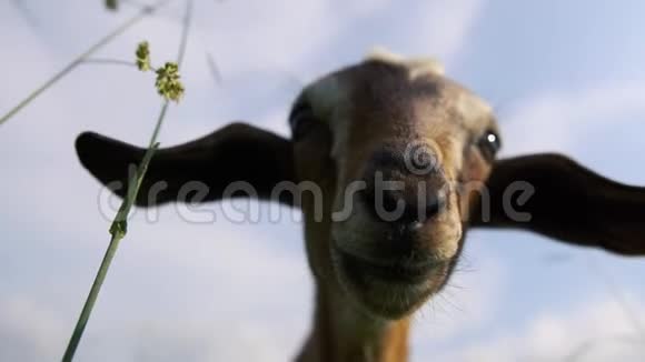 斯洛莫一只滑稽的大耳朵棕色南山羊站在草地上看镜头视频的预览图