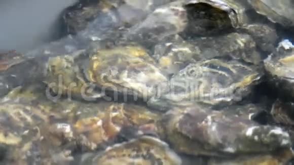 水里的牡蛎视频的预览图