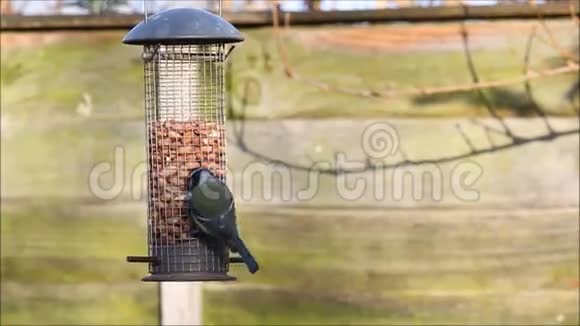 欧亚蓝山雀蓝山雀以鸟类为食视频的预览图