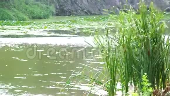 风天池塘上的芦苇视频的预览图
